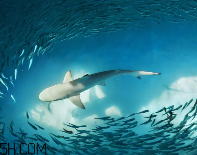 角鯊?fù)橛行迯?fù)的功效嗎？角鯊?fù)闀l(fā)痘痘嗎？