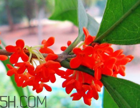 紅桂花能泡酒嗎 紅桂花泡酒的功效與作用 紅桂花能泡酒嗎 紅桂花泡酒的功效與作用