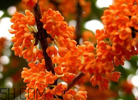 紅桂花能泡酒嗎 紅桂花泡酒的功效與作用 紅桂花能泡酒嗎 紅桂花泡酒的功效與作用