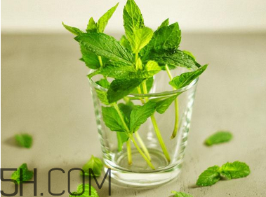 感冒可以喝酒嗎？薄荷治療感冒的方法