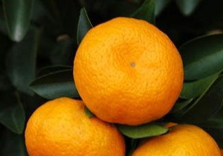 2017年南豐蜜桔多少錢一斤？2017年南豐蜜桔價(jià)格