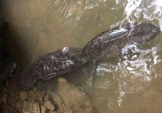 蠑螈是娃娃魚嗎？蠑螈和娃娃魚的區(qū)別