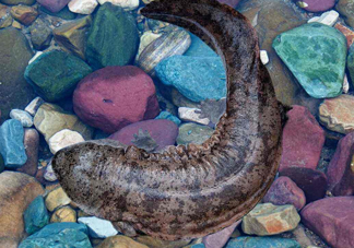 娃娃魚能治什么??？娃娃魚可以和金魚一起養(yǎng)嗎