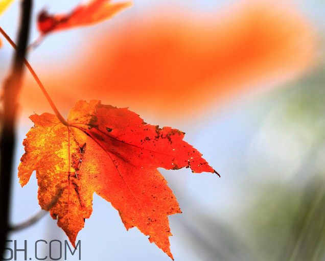 楓葉幾月份最紅？楓葉幾月的時候最美？