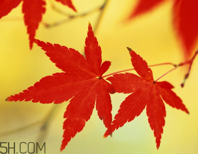 楓葉幾月份最紅？楓葉幾月的時候最美？