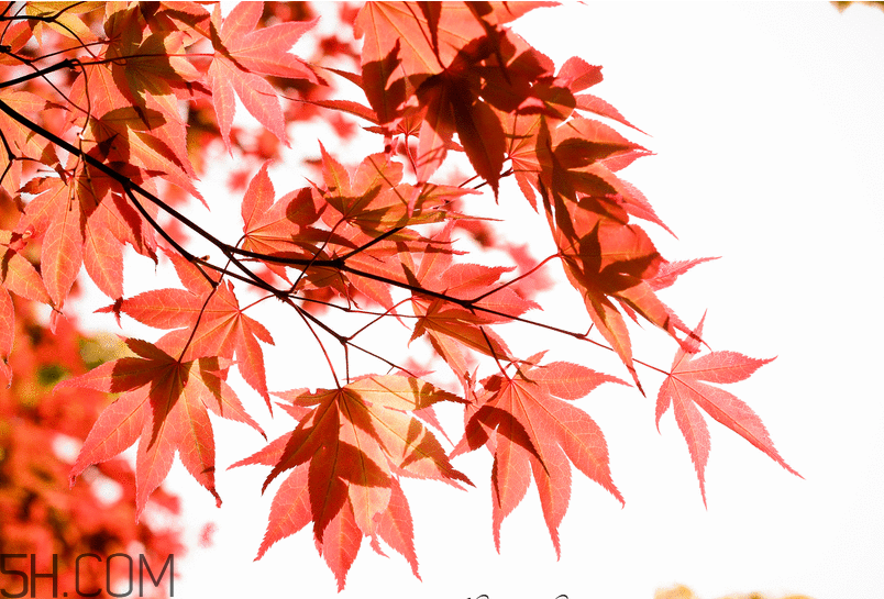 楓葉幾月份最紅？楓葉幾月的時候最美？