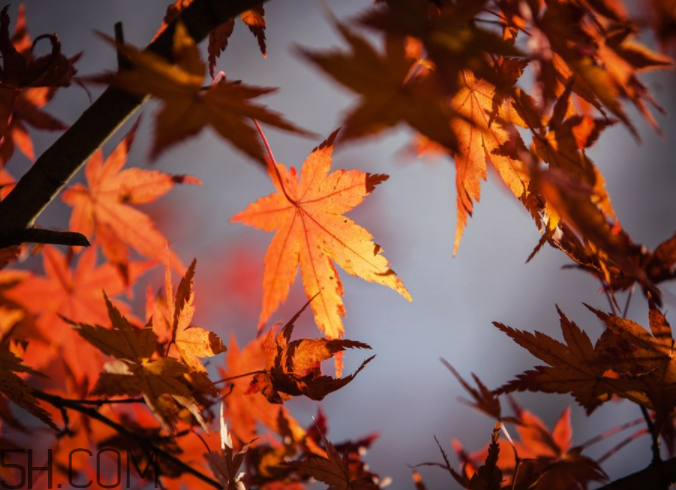 楓葉能做賀卡還能做什么？楓葉能治什么病？