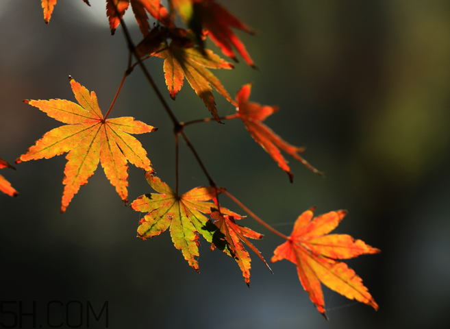 楓葉能做賀卡還能做什么？楓葉能治什么?。?></p><p>而今飄葉芬芳盡，他年自有葉飄搖。</p><p>一臉蒼悴隨云瘦，兩袖輕風(fēng)付水蕭。</p><p>芳葉生來即奉獻，枯后情愿護泥巢。</p><p>人生亦如葉，奉獻應(yīng)如葉。我們不求如葉的純粹，只求如葉的赤誠。因為我們都是凡人，有著做不完的凡事。我們的奉獻，就是對事業(yè)的盡力，對家庭的負責(zé)，對社會的熱心，對弱者的給予。我們的奉獻可以索求回報，那就是一句祝福，一個微笑，一個他人的任可，一個良好的口碑。即所謂予人玫瑰，手有余香。 
-</p><p>學(xué)會奉獻，生命會更加充實，事業(yè)會更加燦爛，笑容會更加美麗。 -</p><p>奉獻如丹，用熱情描繪美麗。 -</p>		</div>
<div align=