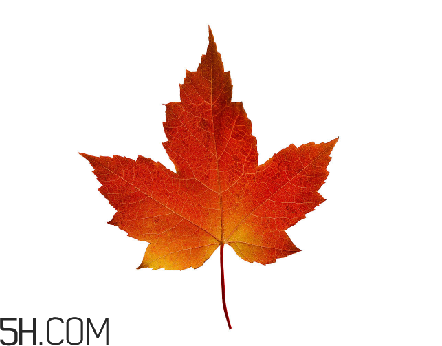 楓葉可以用來做什么？楓葉可以染頭發(fā)嗎？