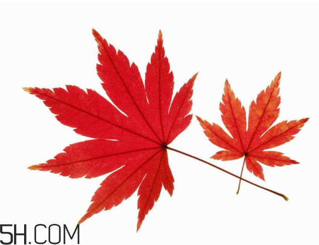 楓葉可以用來做什么？楓葉可以染頭發(fā)嗎？