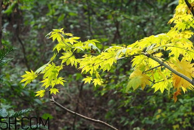 楓葉可以用來做什么？楓葉可以染頭發(fā)嗎？