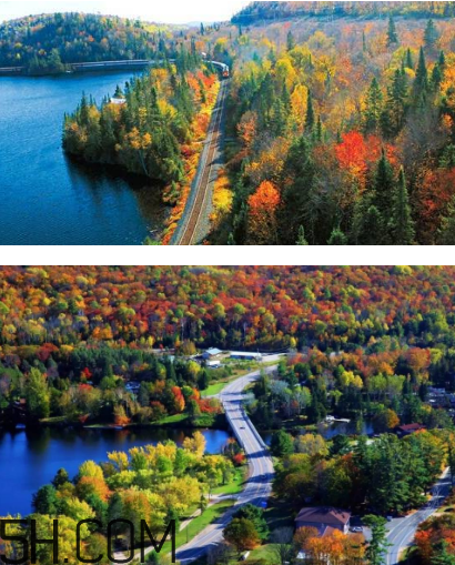 楓葉可以用來做什么？楓葉可以染頭發(fā)嗎？