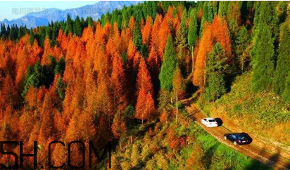 楓葉可以用來做什么？楓葉可以染頭發(fā)嗎？