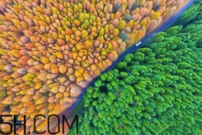 楓葉可以用來做什么？楓葉可以染頭發(fā)嗎？