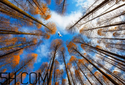 楓葉可以用來做什么？楓葉可以染頭發(fā)嗎？