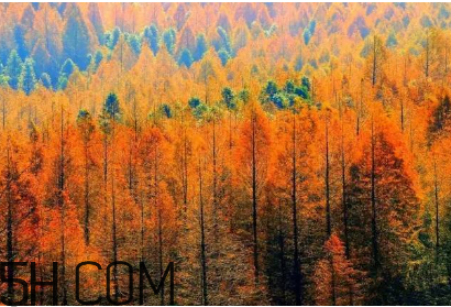 楓葉可以用來做什么？楓葉可以染頭發(fā)嗎？