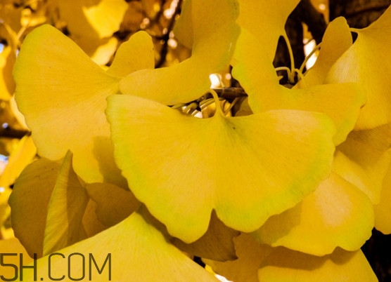 銀杏樹的葉子像什么？銀杏樹葉能食用嗎