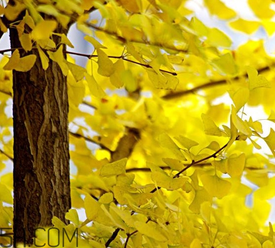 銀杏樹多久結(jié)一次果？銀杏樹能活多久