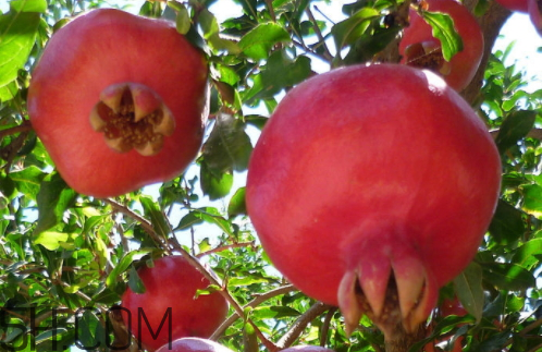 酸石榴怎么吃 酸石榴孕婦能吃嗎 酸石榴怎么吃 酸石榴孕婦能吃嗎