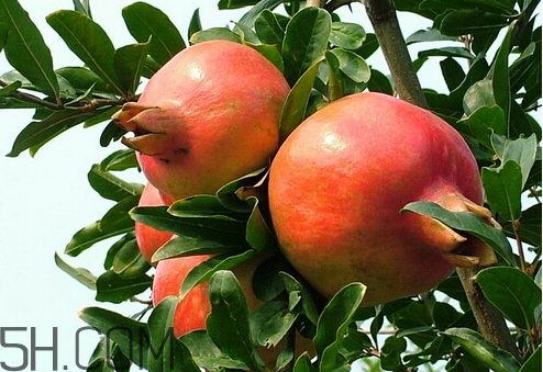 酸石榴怎么吃 酸石榴孕婦能吃嗎 酸石榴怎么吃 酸石榴孕婦能吃嗎