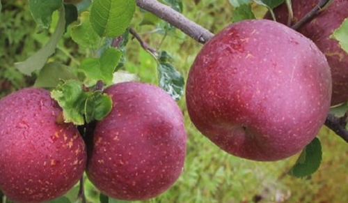 冰糖心蘋果多少錢一斤？冰糖心蘋果多少錢一箱