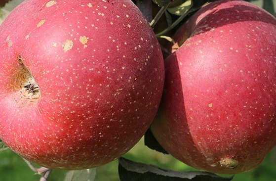 冰糖心蘋果多少錢一斤？冰糖心蘋果多少錢一箱