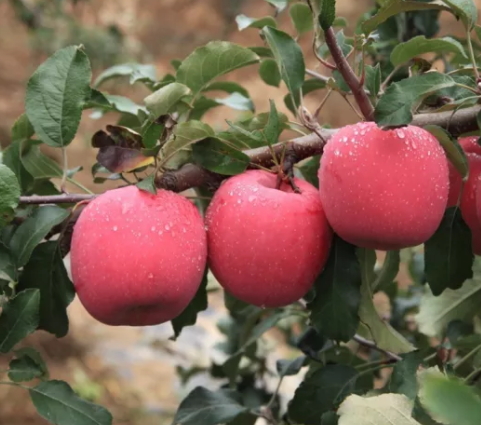 冰糖心蘋果多少錢一斤？冰糖心蘋果多少錢一箱