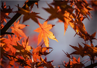 楓葉能做賀卡還能做什么？楓葉能治什么病？