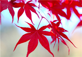 楓葉幾月份最紅？楓葉幾月的時(shí)候最美？