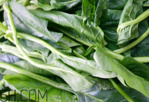 油麥菜為什么叫油麥菜？油菜和油麥菜的區(qū)別