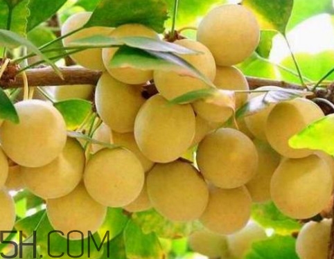 銀杏樹的葉子像什么？銀杏樹葉能食用嗎