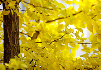 銀杏樹多久結(jié)一次果？銀杏樹能活多久