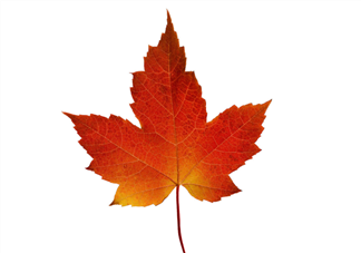 楓葉可以用來(lái)做什么？楓葉可以染頭發(fā)嗎？