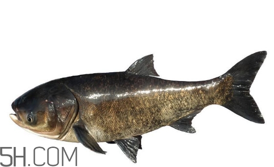 胖頭魚為什么叫胖頭魚？胖頭魚能長到多大