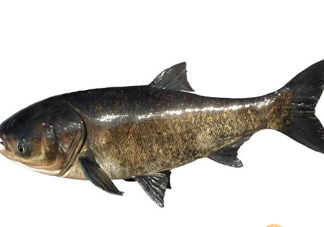 胖頭魚為什么叫胖頭魚？胖頭魚能長到多大