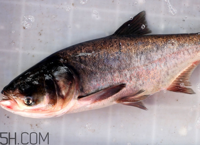 胖頭魚(yú)有什么營(yíng)養(yǎng)？胖頭魚(yú)是鰱魚(yú)嗎
