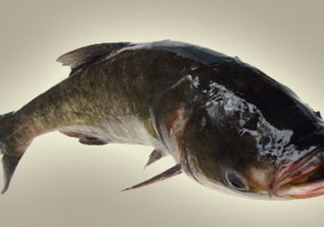 胖頭魚是什么魚？胖頭魚是發(fā)物嗎