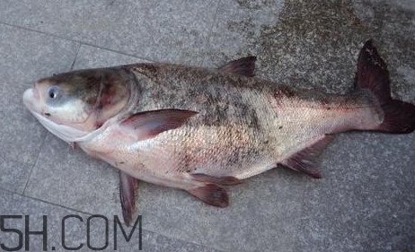 胖頭魚是花鰱魚嗎？胖頭魚是河魚還是海魚