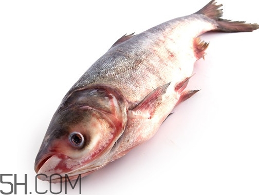 胖頭魚為什么叫胖頭魚？胖頭魚能長到多大