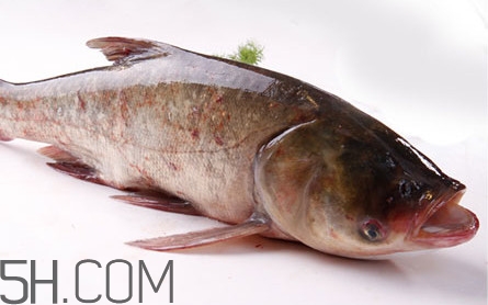 胖頭魚(yú)可以做魚(yú)丸嗎？胖頭魚(yú)可以做酸菜魚(yú)嗎