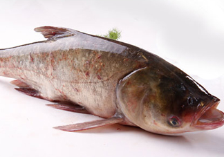 胖頭魚(yú)是花鰱魚(yú)嗎？胖頭魚(yú)是河魚(yú)還是海魚(yú)