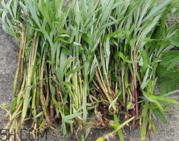 藜蒿是什么植物？藜蒿怎么種植