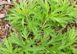 擇藜蒿手臟怎么洗？藜蒿和水芹菜的區(qū)別