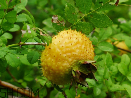 刺梨是什么味道？刺梨是什么水果