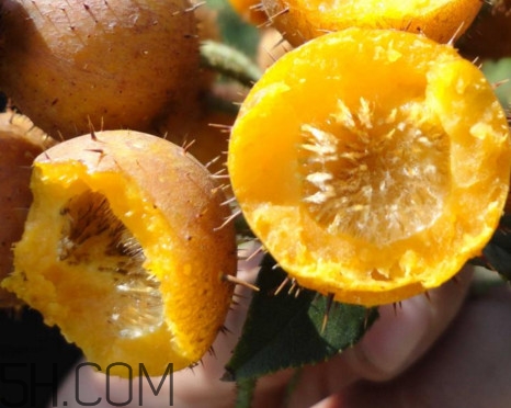 刺梨能降血壓嗎？刺梨是哪里的特產(chǎn)