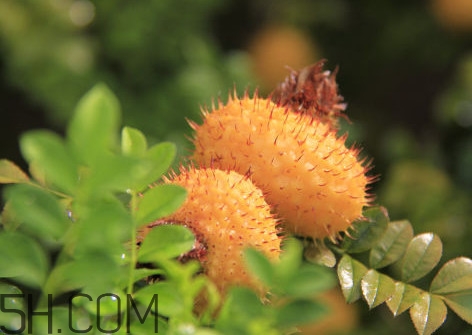 刺梨是酸性還是堿性？刺梨是涼性還是熱性