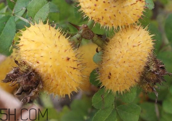 刺梨什么時候成熟？刺梨泡酒有什么功效