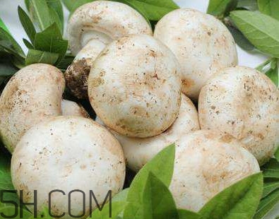 口蘑是香菇嗎？口蘑怎么種植