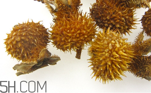 刺梨怎么泡酒？刺梨怎么泡水喝