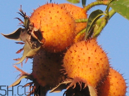 刺梨是金櫻子嗎？刺梨是中藥嗎